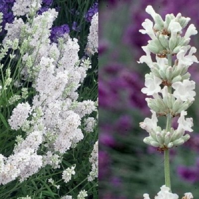 Lavandula angustifolia Ellagance snow / Fehér virágú levendula